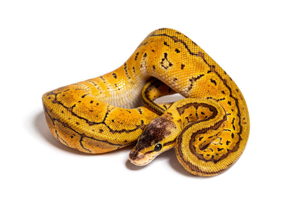 python-leder